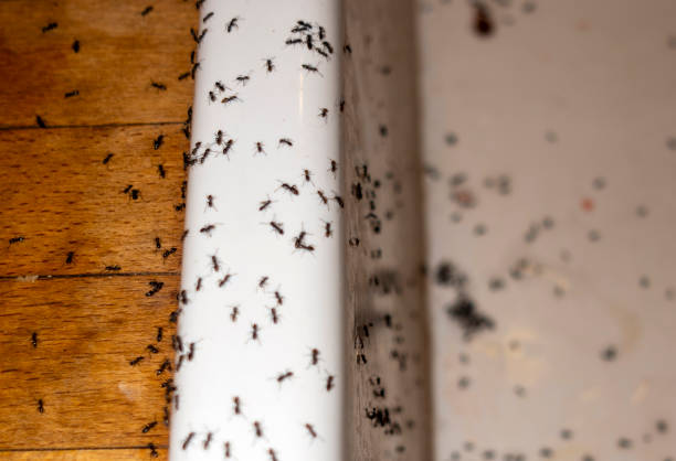 Best Commercial Pest Control Services  in Fruitland, IA